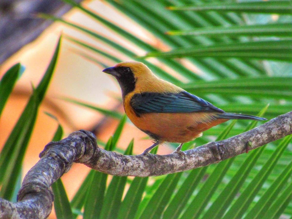 Pousada Anaue Cipo Serra do Cipo National Park Exterior foto